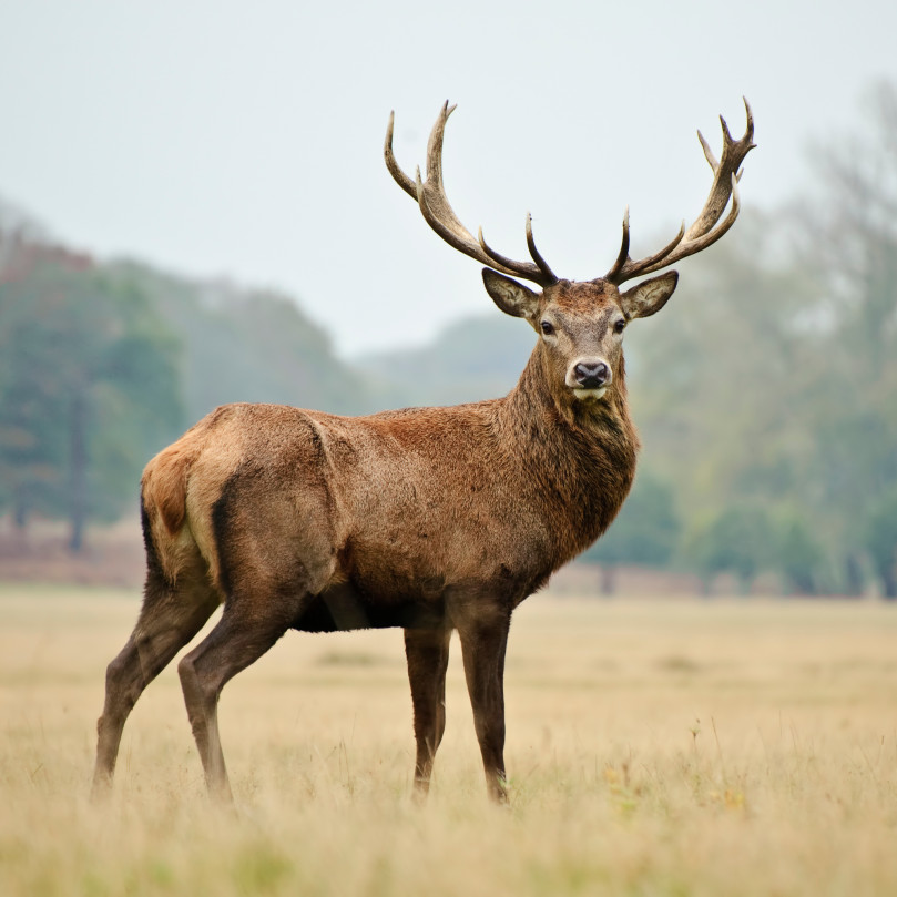 Regionale Wildprodukte im Hofgut Mappen in Hessen