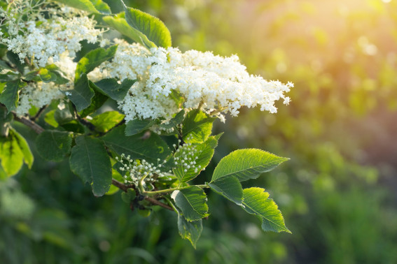 Eine Fliederblüte im Sonnenuntergang als regionales Produkt in Hessen